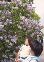 Lilac festival begins in Sapporo
